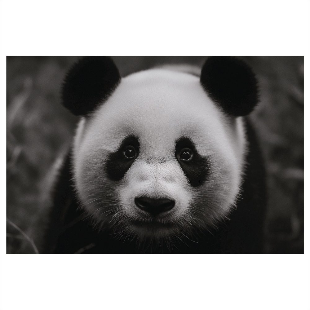 Obraz roztomilá panda v prírode