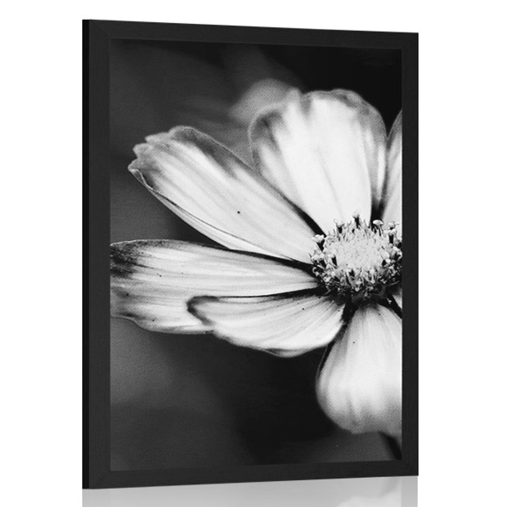Plakát zahradní květ krasulky v černobílém provedení