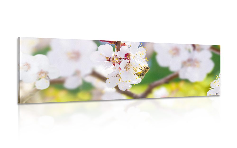 Obraz kvety stromu v jarnom období - 135x45