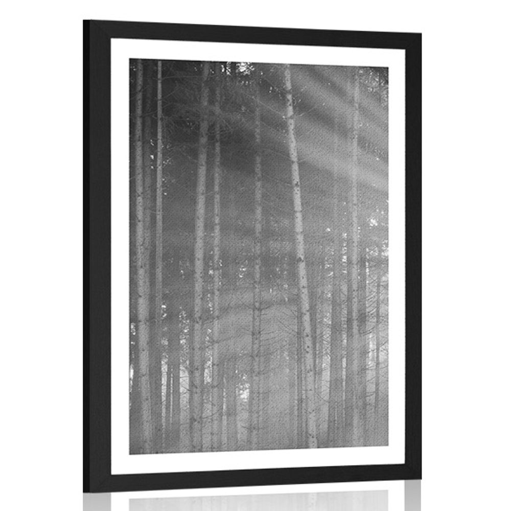 Plakát s paspartou slunce za stromy v černobílém provedení