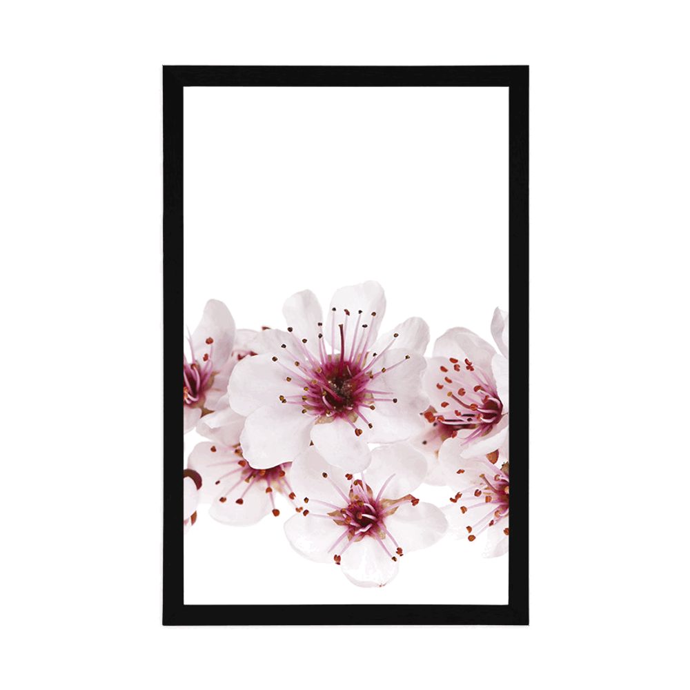E-shop Plagát čerešňové kvety