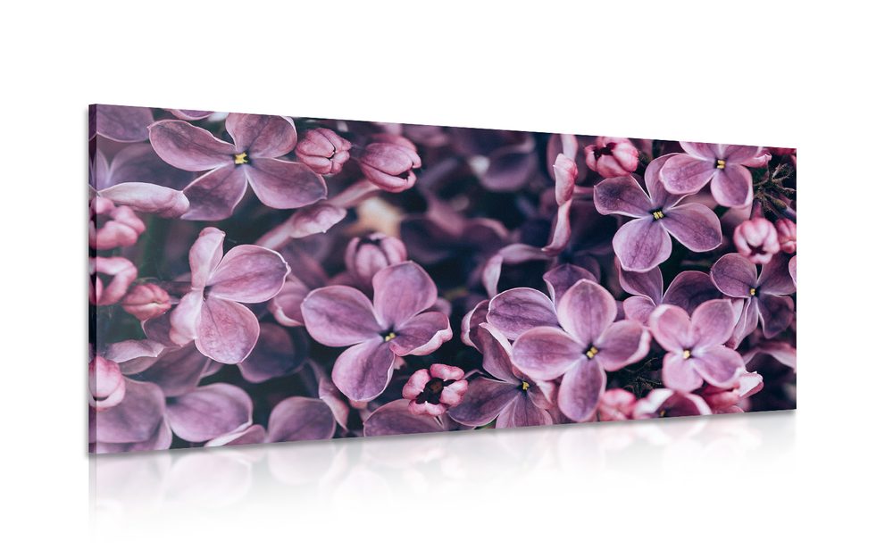 Obraz fialové květy šeříku