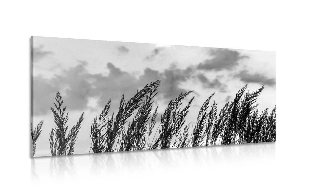 Obraz tráva v černobílém provedení