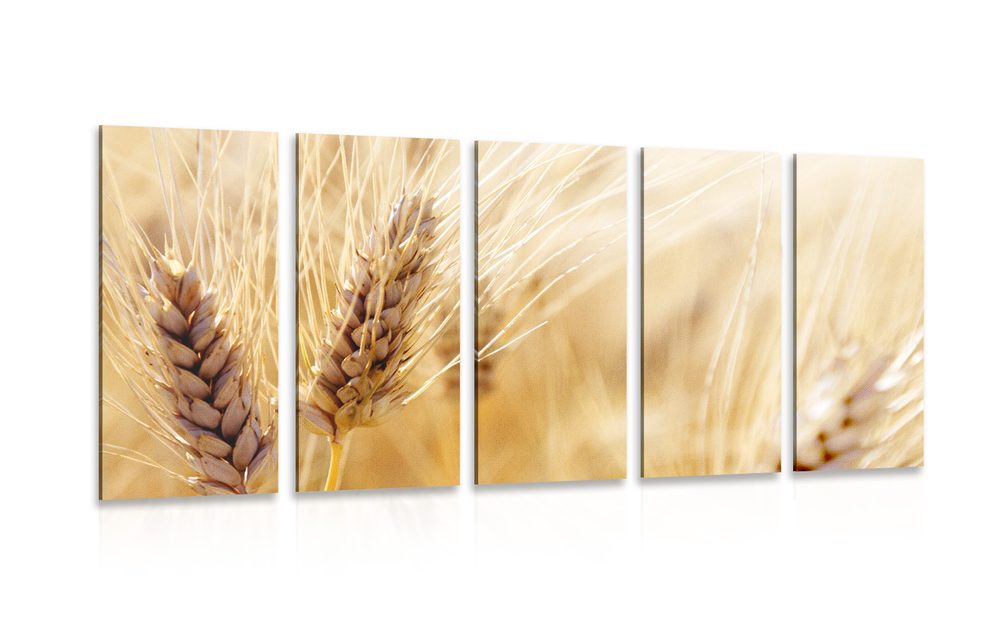 5-dielny obraz pšeničné pole