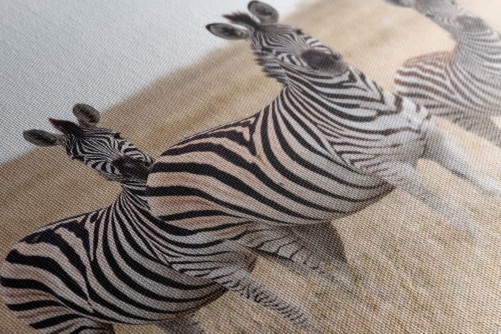 E-shop Obraz tri zebry v savane