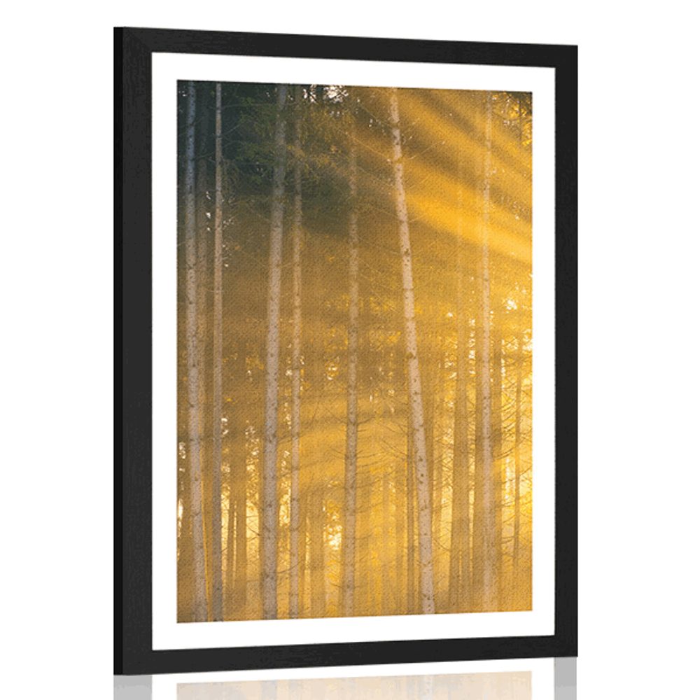 Plakát s paspartou slunce za stromy