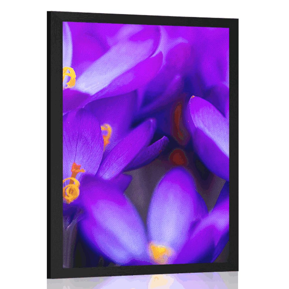 Plakát kvetoucí fialový šafrán - 30x45 black