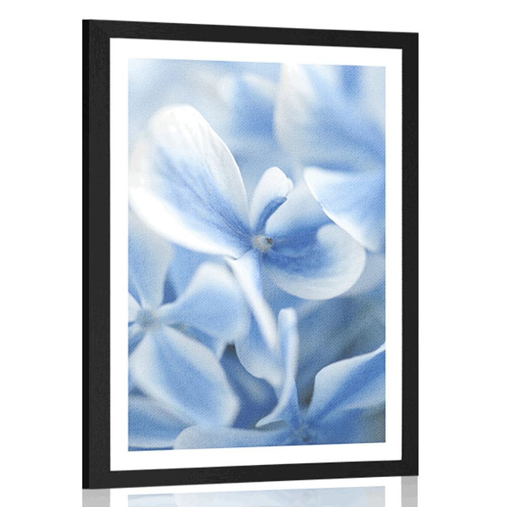 Plakát s paspartou modro-bílé květy hortenzie