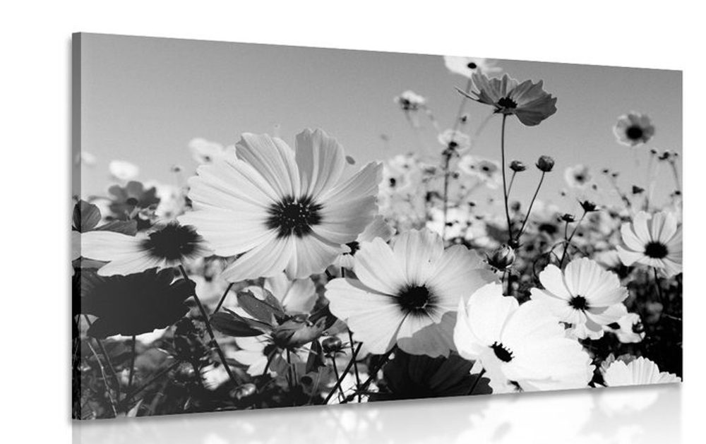 Obraz lúka jarných kvetov v čiernobielom prevedení - 120x80