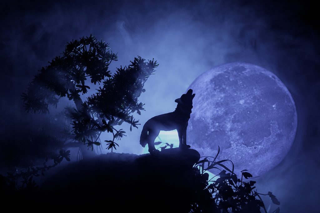 Wandbild Wolf beim Vollmond