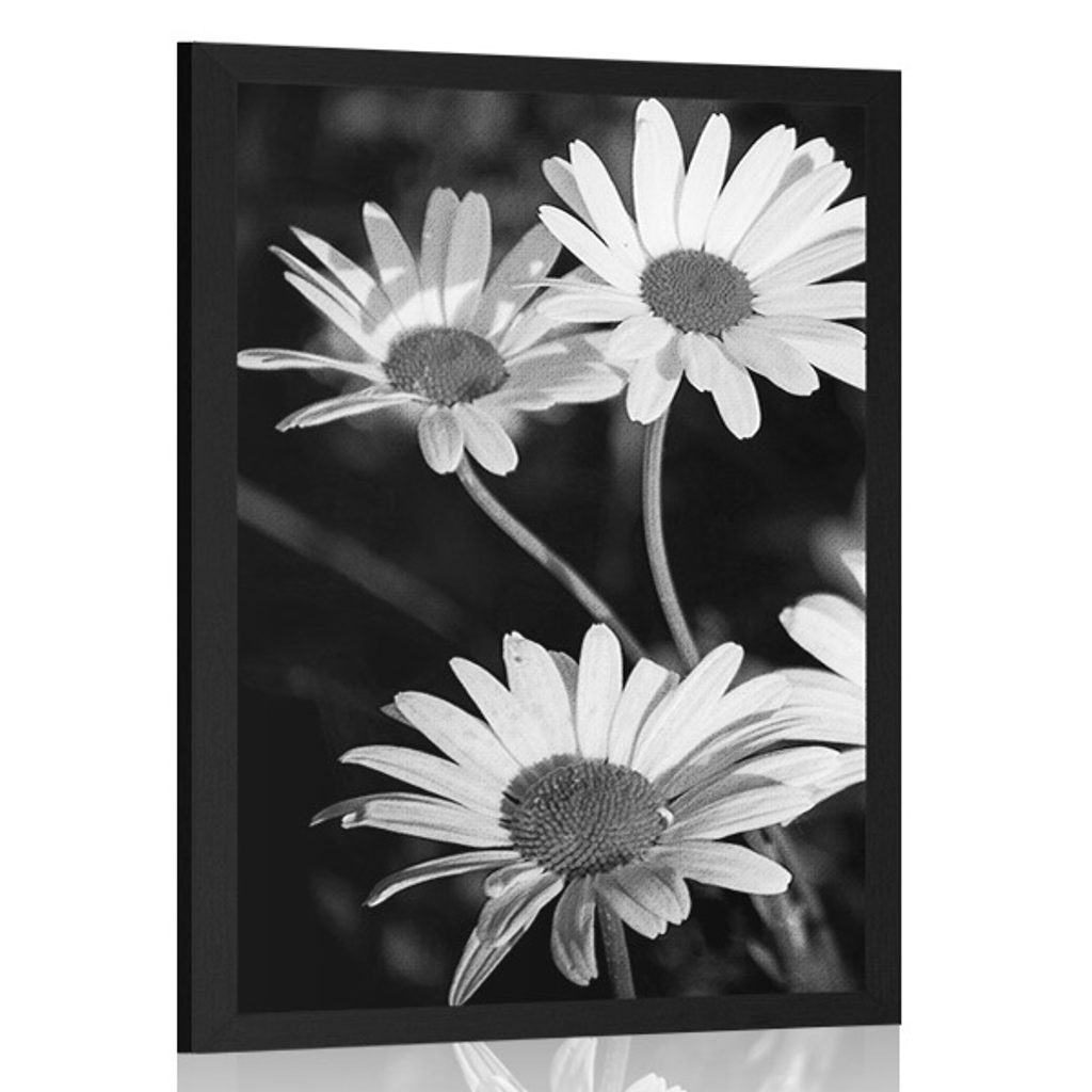 Poster Gänseblümchen im Garten in Schwarz-Weiß