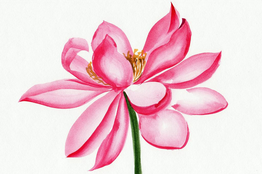 Slika akvarelni lotosov cvijet | Dovido.hr