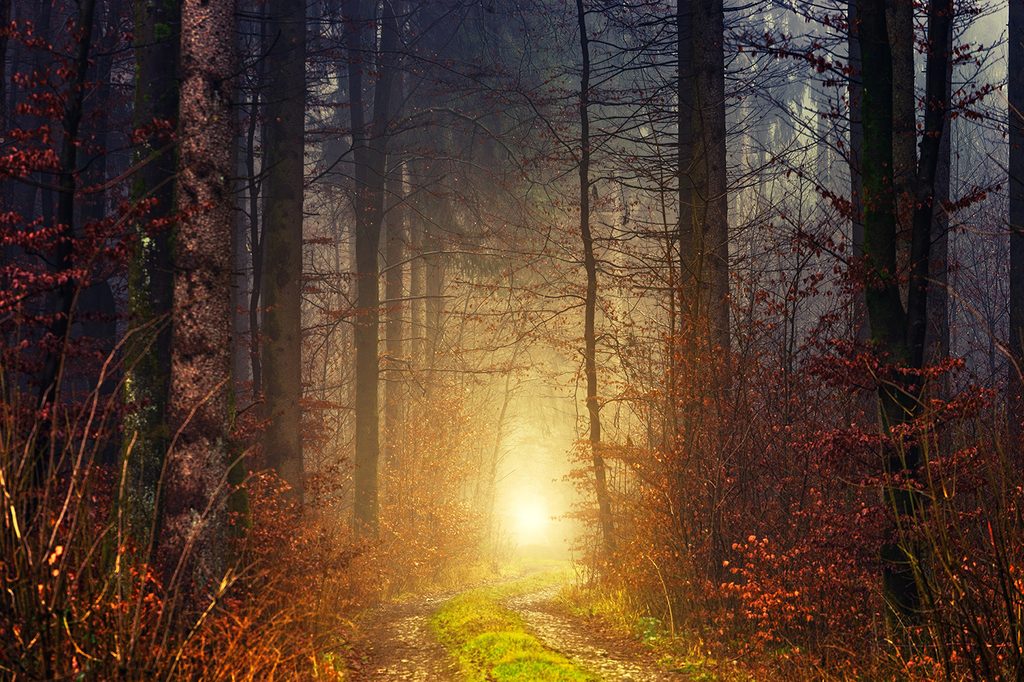 Fototapeta svetlo v lese | Dovido.sk