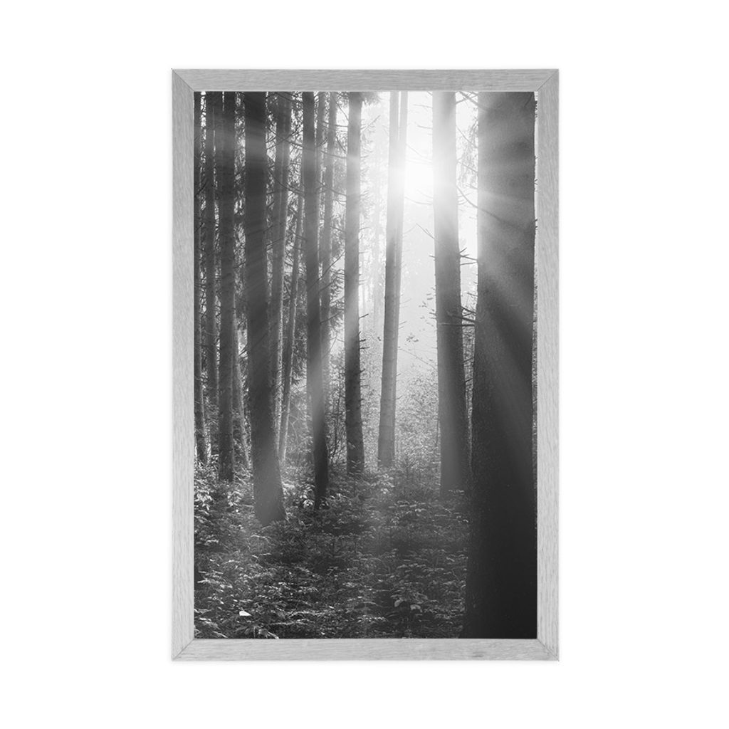 Poster Sonnenaufgang im Wald in Schwarz-Weiß