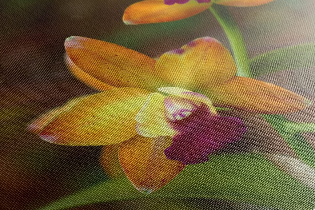 orchidea nera  Fiori orchidea, Orchidea, Bellissimi fiori