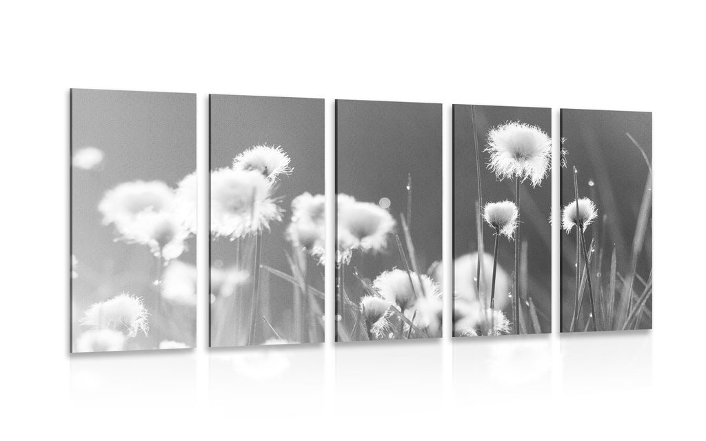 5-részes kép pamutfű fekete fehérben | Dovido.hu