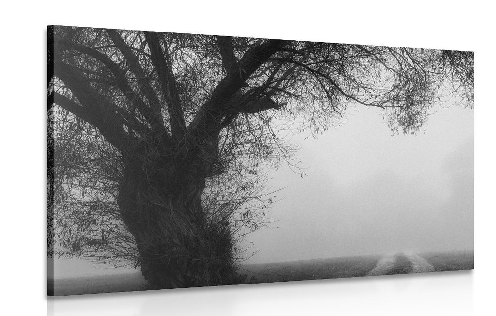 Kép óriási fa fekete fehér kivitelben | Dovido.hu