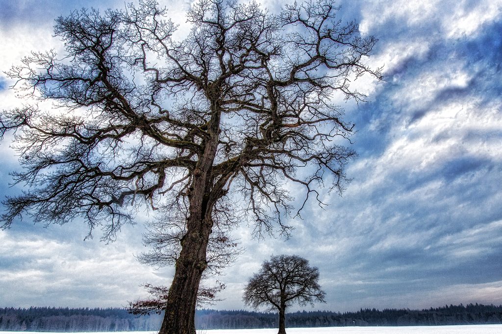 Slika stabla zimi | Dovido.hr