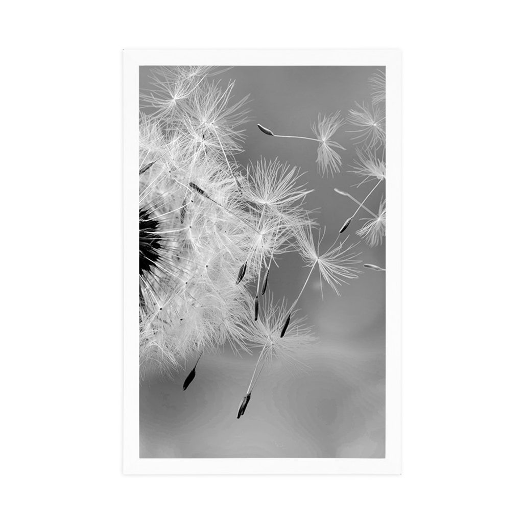 Poster Magische Pusteblume in Schwarz-Weiß