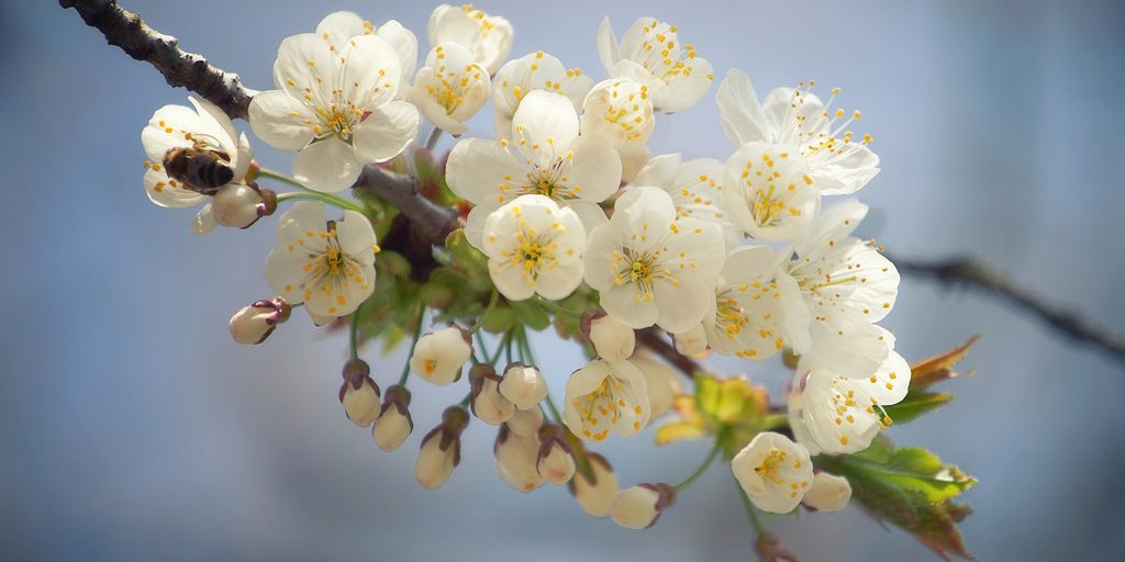 Slika cvetoča veja češnje | Dovido.si