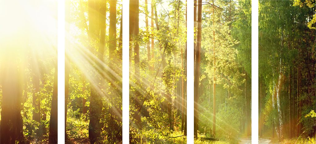 5-delna slika sončni žarki v gozdu | Dovido.si