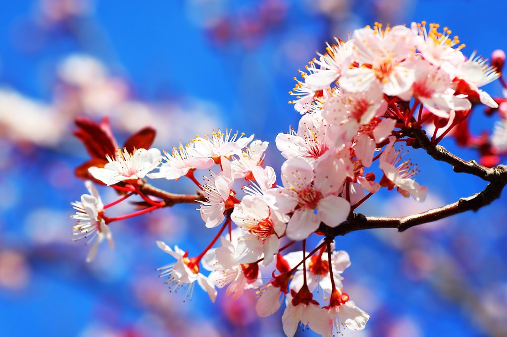 Öntapadó fotótapéta cseresznyefa virág | Dovido.hu