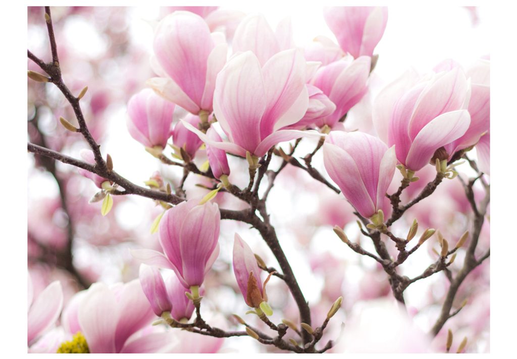 Fototapeta - Magnolia bloosom | Dovido.si