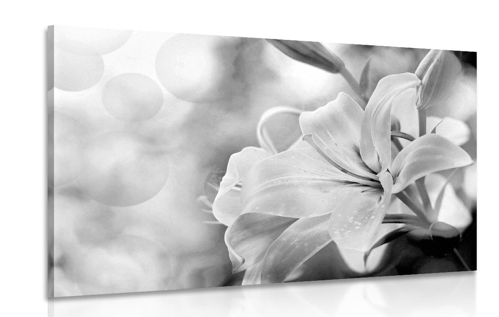 Slika cvijet ljiljana na apstraktnoj pozadini u crno-bijelom dizajnu |  Dovido.hr