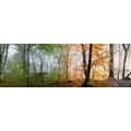 CANVAS PRINT FOUR SEASONS - PICTURES OF NATURE AND LANDSCAPE - PICTURES