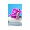 POSTER ORCHIDEE UND ZEN-STEINE - FENG SHUI - POSTER