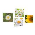 BILDER-SET WIESENBLUMEN - BILDERSETS - BILDER