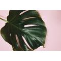 WALL MURAL MONSTERA LEAF - WALLPAPERS NATURE - WALLPAPERS