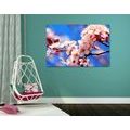 CANVAS PRINT SPRING CHERRY BLOSSOMS - PICTURES FLOWERS - PICTURES