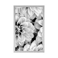 POSTER DAHLIA FLOWERS IN BLACK AND WHITE - BLACK AND WHITE - POSTERS