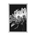 POSTER BLACK AND WHITE DAISY - BLACK AND WHITE - POSTERS