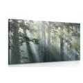 CANVAS PRINT SUN RAYS IN A FOGGY FOREST - PICTURES OF NATURE AND LANDSCAPE - PICTURES