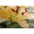 CANVAS PRINT YELLOW LILY - PICTURES FLOWERS - PICTURES