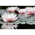 CANVAS PRINT LOTUS FLOWER - PICTURES FLOWERS - PICTURES