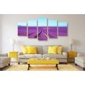 5-PIECE CANVAS PRINT ENDLESS LAVENDER FIELD - PICTURES OF NATURE AND LANDSCAPE - PICTURES