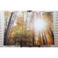 CANVAS PRINT FOREST IN AUTUMN COLORS - PICTURES OF NATURE AND LANDSCAPE - PICTURES