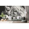 WALL MURAL LION CUB IN BLACK AND WHITE - BLACK AND WHITE WALLPAPERS - WALLPAPERS