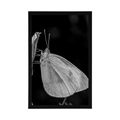 POSTER SCHMETTERLING AUF EINER BLUME - SCHWARZ-WEISS - POSTER