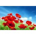 SELF ADHESIVE WALL MURAL POPPY FLOWERS IN THE MEADOW - SELF-ADHESIVE WALLPAPERS - WALLPAPERS