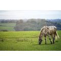 WALL MURAL HORSE ON A MEADOW - WALLPAPERS ANIMALS - WALLPAPERS