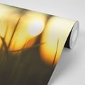 SELF ADHESIVE WALL MURAL SUNSET IN THE GRASS - SELF-ADHESIVE WALLPAPERS - WALLPAPERS