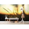 SELF ADHESIVE WALL MURAL SUNSET IN THE GRASS - SELF-ADHESIVE WALLPAPERS - WALLPAPERS