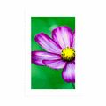 POSTER WITH MOUNT GARDEN COSMOS FLOWER - FLOWERS - POSTERS