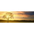 CANVAS PRINT LONELY TREE - PICTURES OF NATURE AND LANDSCAPE - PICTURES