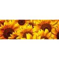 SELF ADHESIVE PHOTO WALLPAPER FOR KITCHEN SUNFLOWERS - WALLPAPERS