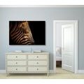 CANVAS PRINT PORTRAIT OF A ZEBRA - PICTURES OF ANIMALS{% if product.category.pathNames[0] != product.category.name %} - PICTURES{% endif %}